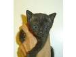 Bombay Black Kittens for Sale