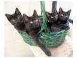 Four Black Bombay Kittens for Sale