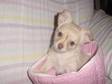 Fluffey Chihuahua Puppies for Sale