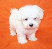 Teacup Maltese puppy for sale