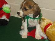 We have just welcomed this adorable, Beagle Puppies