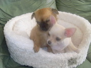 2 chihuahua pups for sale